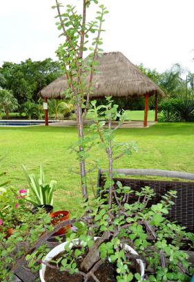 Puerto Aventuras Bed & Breakfast | Discover B&B Mom's House: 4-Star Poolside Retreat