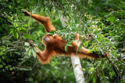 Bukit Lawang House | Budget-Friendly Backpacker Lodge with Pet-Friendly Amenities