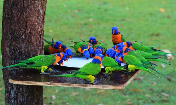 Batchelor Resort | Family-Friendly Batchelor Holiday Park with Pool & Pets Welcome