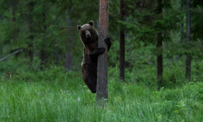 Vinni Parish Other | Discover Bear Watching at Alutaguse - Guest Rated 9/10