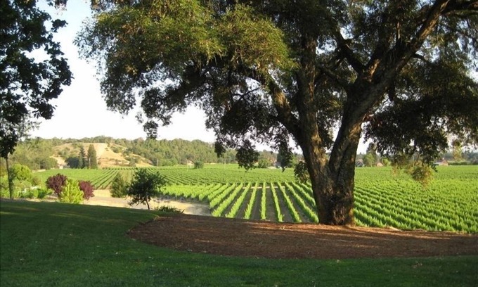 Healdsburg House | Charming Cottage with Vineyard Views, Just Minutes from Downtown