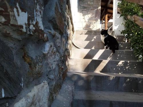 Agios Nikolaos Apartment | Top-Rated Petrino 1880: Pet-Friendly Family Getaway