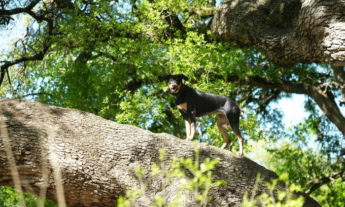 Austin House | Pet-Friendly South Austin Retreat with Gym and Sauna