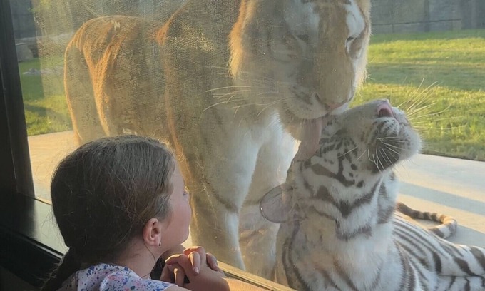 Town of Sullivan House | Big Cat Bungalows at The Haven - Tiger 1