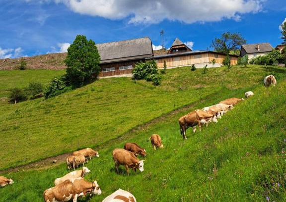 Sankt Stefan ob Leoben Apartment | Pet-Friendly BIO-Peisingerhof with High Guest Ratings