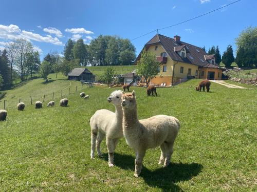 Sankt Jakob im Walde Apartment | Discover Biohof Kroisleitner: Pet-Friendly Retreat with Kitchen