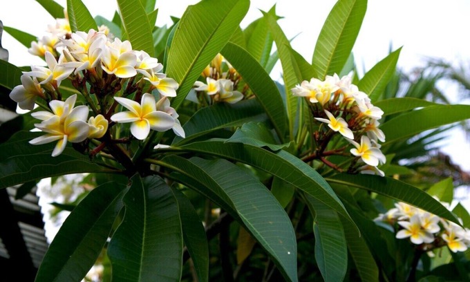 Bangalow House | Budget-Friendly Room with Spa, Breakfast & Hot Tub