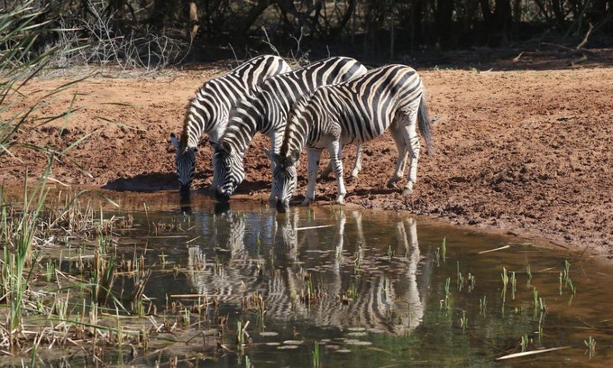 Hluhluwe Cabin | Explore Bushbaby Lodge & Camping: Family-Friendly Getaway