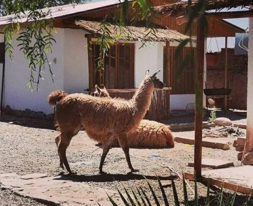 San Pedro de Atacama Cabin | Elegant Cabañas Voyage Atacama with Ocean View & Pool