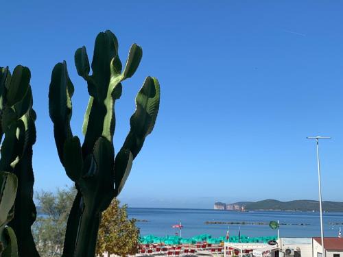 Lido Apartment | Beachfront Oasis: Cactus with Ocean Views, Guest Rated 10/10