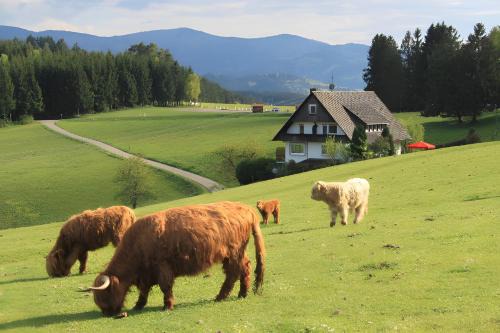 Muehlenbach House | Welcoming Café Pfaus Heidburg: Pet-Friendly & Family Fun