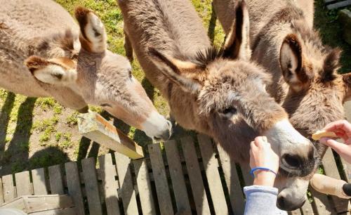 Bressuire Other | Pet-Friendly Oceanfront Retreat at Camping de la Ferme