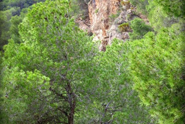 El Berro Other | Guest Rated 10/10: Camping Sierra Espuña with Pool & Kitchen