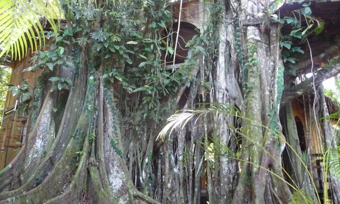 Cahuita House | Serene Caribbean Jungle Tree House with Ocean View