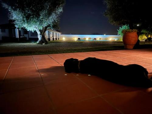 Avis House | Pet-Friendly Oasis at Casa das Oliveiras - 4 Star Retreat
