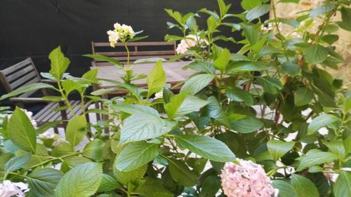 Le Cure Apartment | Pet-Friendly Retreat at Casa Deva - Rated 9.5 by Guests