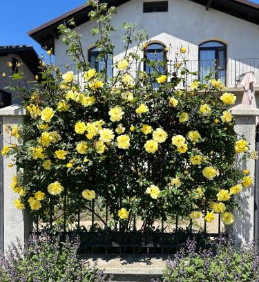 Vama Veche House | Welcoming Casa Naty: Pet-Friendly Retreat with High Ratings