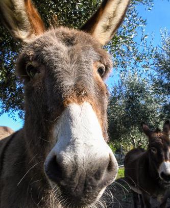 Albenga House | Discover Casa Zafferano: Pet-Friendly Retreat with Pool