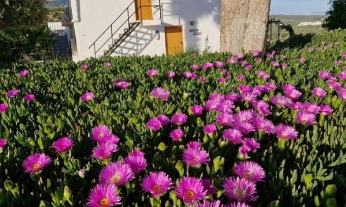 Illora House | Relaxing Getaway at Casita of Casa Olivar with Ocean Views