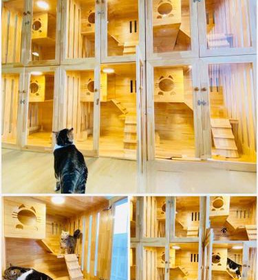 Hat Yai Other | Cat Hotel Hatyai by Krissana Mansion cat only
