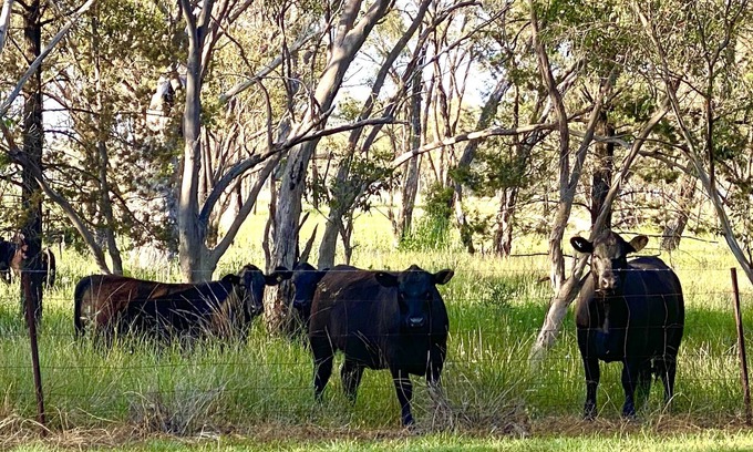 Dubbo Cottage | Idyllic Farm Cottage with Pool & Lake Views near Dubbo