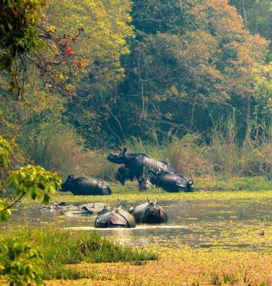 Sauraha Hotel | Discover Chitwan Gaida Lodge: Pet-Friendly Retreat