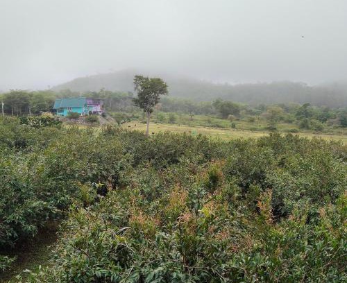 Huai Sat Yai Other | Chomview Hut