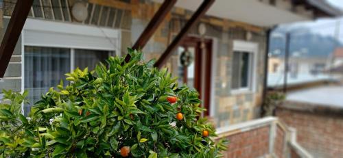 Berat House | CitrusNest