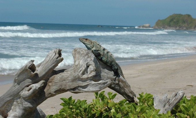 Nosara Cottage | Beachside Retreat: Surf, Yoga & Hammocks Await You