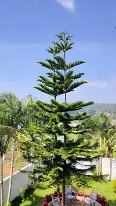Yelagiri House | Discover Cloud9Villa Yelagiri: Pet Friendly & Family Fun