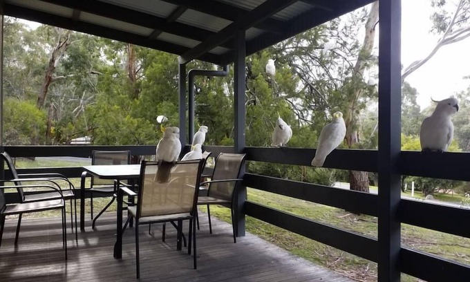 Halls Gap House | Pet Friendly Cockatoo Cabin in Halls Gap - Rated 8/10
