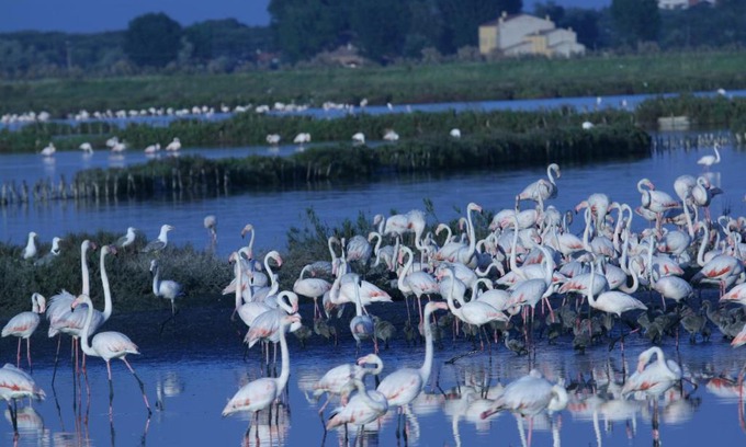Comacchio House | Discover Corte Spina: Pet-Friendly Getaway with Breakfast