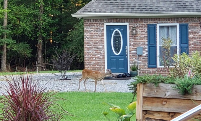 Madison House | Comfortable Guesthouse Steps from Key Amenities & Breakfast