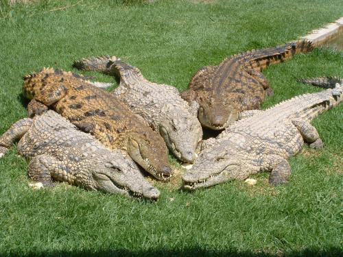 Greater Johannesburg Metropolitan Area House | Inviting Crocodile Lodge cc: Dive into Relaxation & Comfort