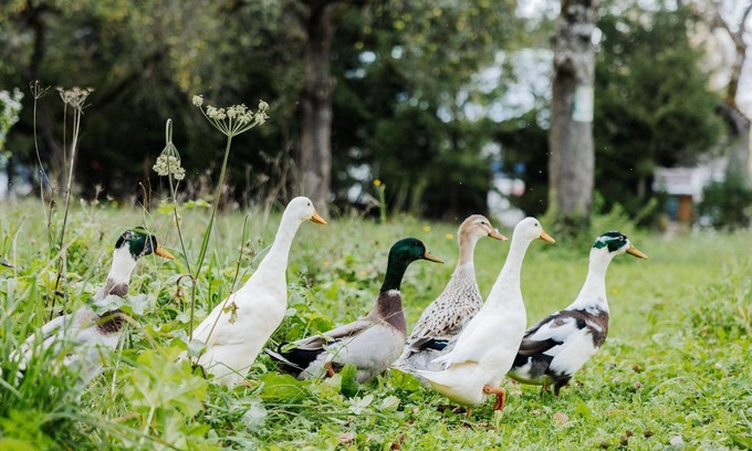 Oberdrauburg House | Family-Friendly Dalia - Lindenhof, Österreich Retreat