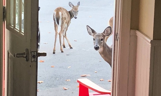 Quispamsis Apartment | Deer Paradise in Quispamsis New Brunswick w/artist studio