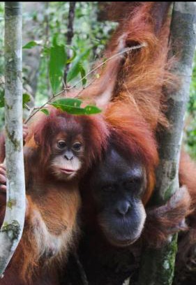 Bukit Lawang House | Dendi guest house official trekking