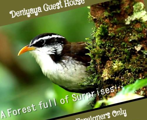 Deniyaya House | Cozy Deniyaya Guest House: Family-Friendly with Great Amenities
