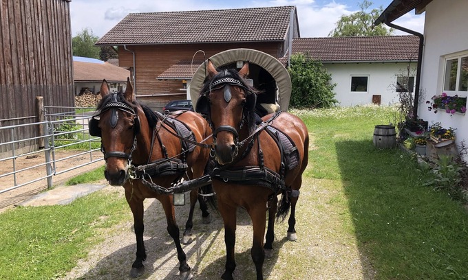 Sulzberg Apartment | Discover Dexterzucht Allgäu: Family-Friendly Getaway