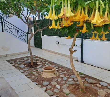 Kropia Apartment | Highly Rated Dimitris Place Near Athens Airport