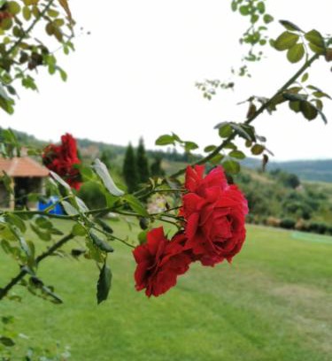Central Serbia House | Top-Rated Domaćinstvo Sinđelić: Pet-Friendly Retreat