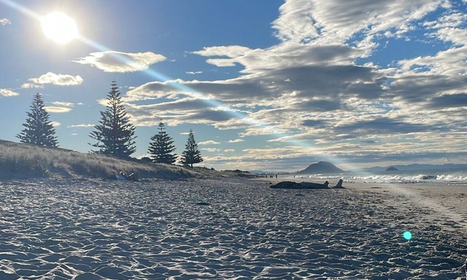 Papamoa Beach House | Dunes View - Central Papamoa, beach across the road! Pet Friendly 🐶
