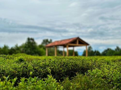 Imereti House | Pet-Friendly Retreat at Tea Gezruli - Guest Rated 9.7/10