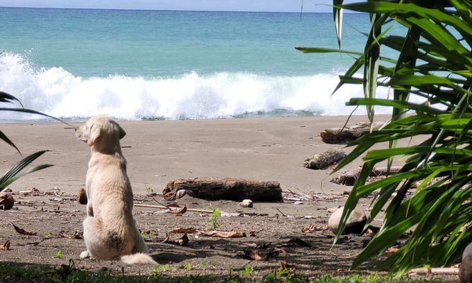 Nuqui Hotel | EcoHotel Bahía Terco: Family-Friendly Retreat with Spa Access