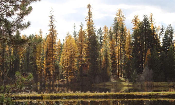 Condon Cabin | Experience Elk's Run: Idyllic Cabin Among Scenic Pines