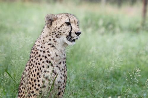 Hluhluwe Cabin | Explore Emdoneni Lodge & Cat Conservation in Zululand