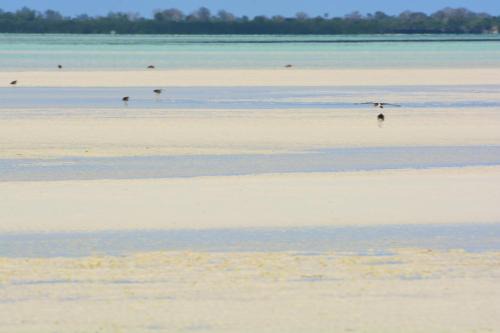 Pemba Island Resort | Relaxing Emerald Bay Resort: 4-Star with Pool & Hot Tub