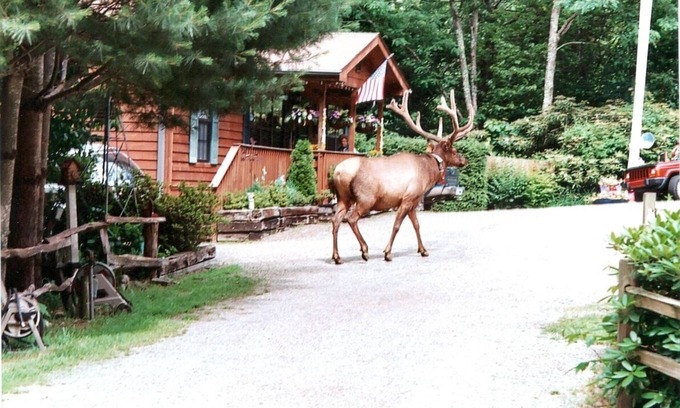 Maggie Valley Cabin | Relaxing Creekside Retreat with Spa and Family Cabins
