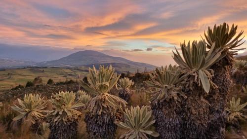 El Angel Hotel | Pet Friendly Espeletia Lodge: 4-Star Stay with Hot Tub