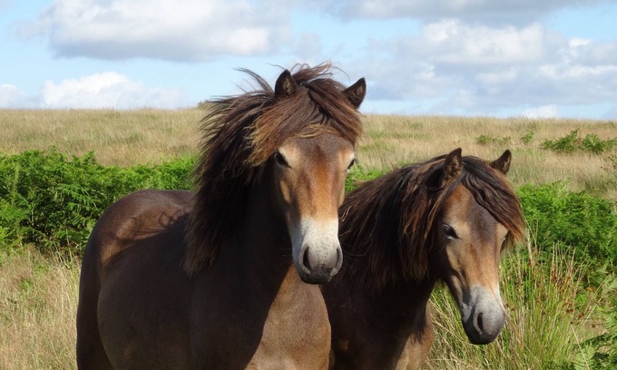 Withypool Bed & Breakfast | Exmoor Hideaway: Cozy Annex with En-Suite Comfort